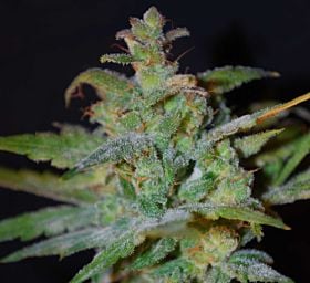 BlimBurn Seeds AK Automatic Feminised