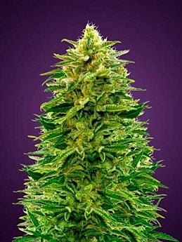 advanced auto amnesia