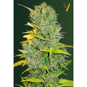 Victory Seeds Auto Biggest Bud Fem
