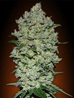 Advanced Seeds Auto Bio Diesel Mass Feminized