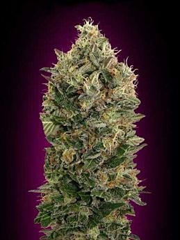 Advanced Seeds Auto Black Diesel Feminized