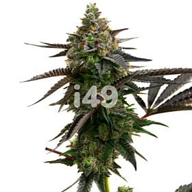 BlackBerry Autoflower Cannabis Seeds 