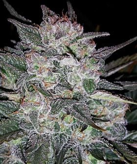 mephisto auto blues