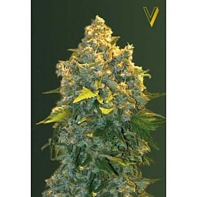 Victory Seeds Auto Chronic Monster Fem