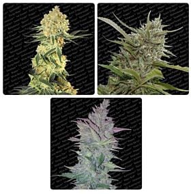 Paradise Seeds Auto Collection pack #1 Feminized