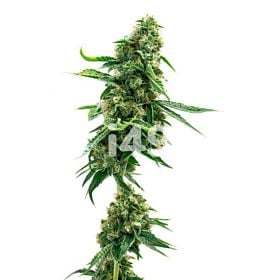 Critical Jack Autoflower Cannabis Seeds 