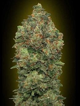 Advanced Seed Banks Automatic Feminized Collection #4