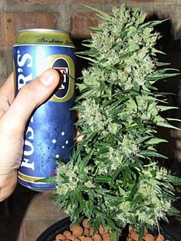 lowlife double diesel
