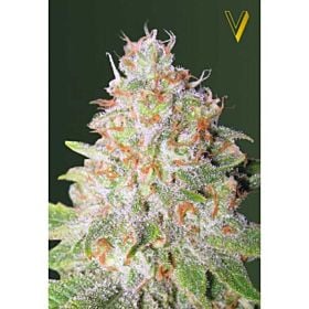 Victory Seeds Auto Green Wild Shark Fem