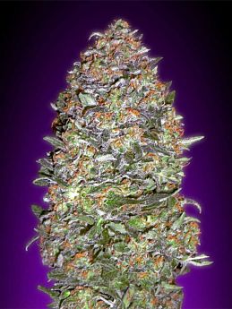 Lowlife Seeds Seedbank - Automatic AK Diesel Feminised Seeds