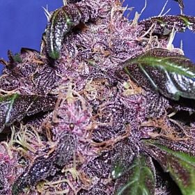 Original Sensible Seeds Auto Purple Feminized