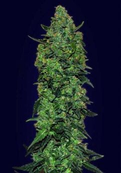 Advanced Seeds Auto Skunk Mass Feminized 