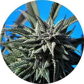 auto tao blueberry