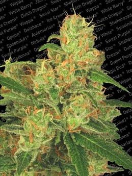 Paradise Seeds Auto Acid Autoflowering Feminised