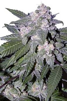 seedmakers auto blue