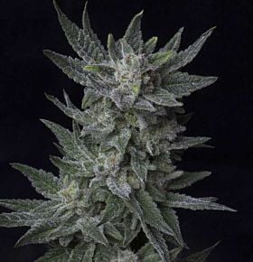 TH Seeds Critical Hog