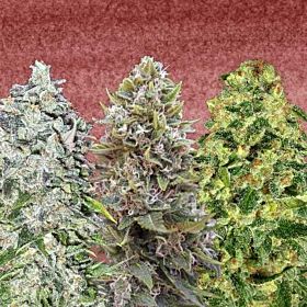 00 Auto Feminized Collection #3