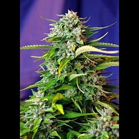 Sweet Seeds Auto Jack 47 Fem