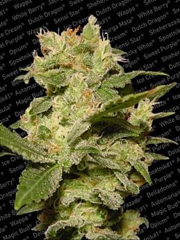 Paradise Seeds Auto Jack Autoflowering Feminised