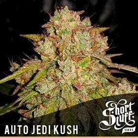 short stuff auto jedi kush