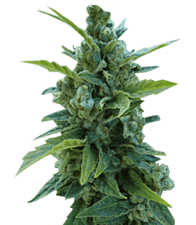 Paradise Seeds Automaria II Autoflowering Feminised