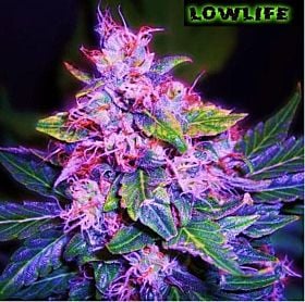 Lowlife Seeds Seedbank - Automatic Blueberry Feminised Seeds