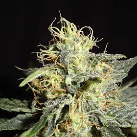green label automatic mary