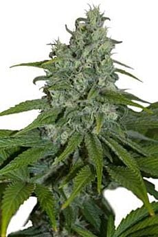 seedmakers automax