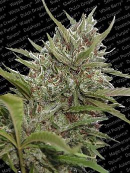 Paradise Seeds Auto Whiteberry Autoflowering Feminised