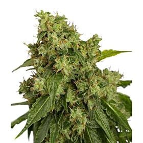 Dutch Passion AutoXtreme Auto-flowering Feminised