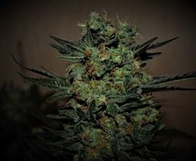 Kalashnikov Seeds Baikal Express Fem