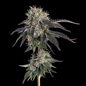 Baller's Game Feminized - Happy Valley Genetics
