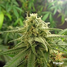 Flavour Chasers Banana OG Feminized