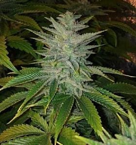 apothecary genetics banana og