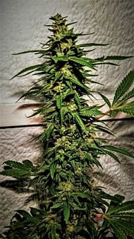 Holy Smoke Seeds Banana Sunrise Fem
