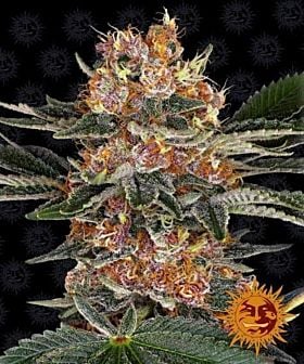 Barney's Farm Purple Punch Fem