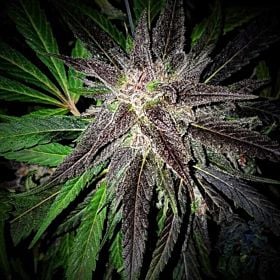 Grand Daddy Purple Seeds Bay Berry Reg