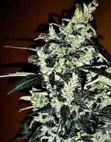 Grand Daddy Purple Seeds Bay Thunderbolt Reg