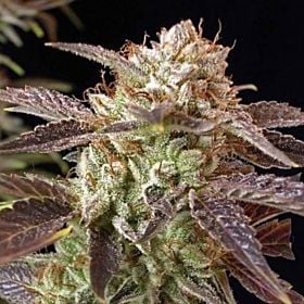 BC Bud Depot BC Kush Feminized Plant