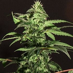 Jack Herer Feminized Plant