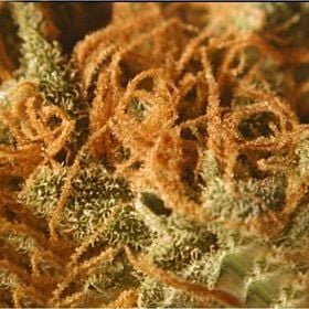 BC Bud Depot BC Cheese Regular monterey jack