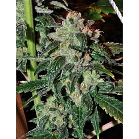 Alphakronik Genes Seeds Belka Reg