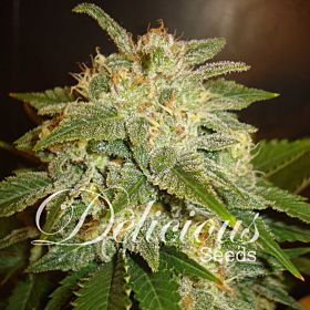 Delicious Seeds - La Bella Afrodite Auto Feminized