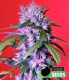 Bomb Seeds Berry Bomb Auto Feminized Plant