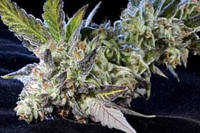 Elemental Seeds - Berry Bomb Feminized