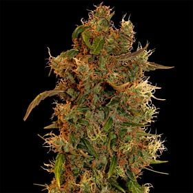 barney's farm 8 ball kush