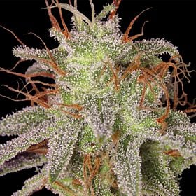 barney's farm amnesia lemon