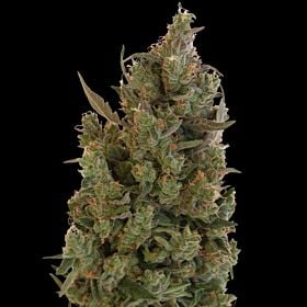 barney's farm blue cheese