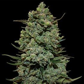 barney's farm cookies kush