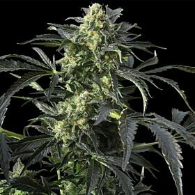 Barney's Farm Crimea Blue Regular